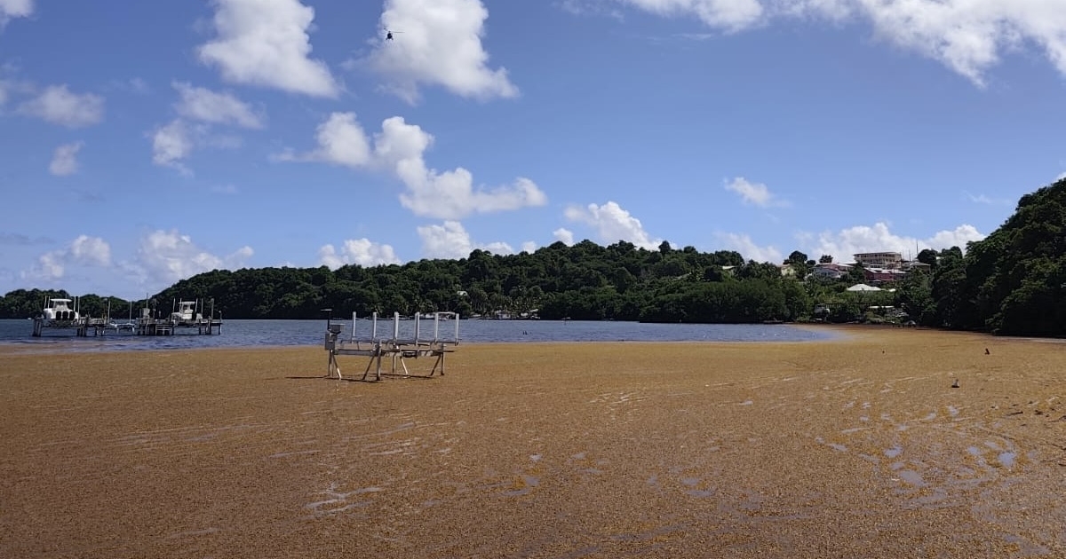 Au Robert, les habitants s’organisent contre la gestion des algues sargasses